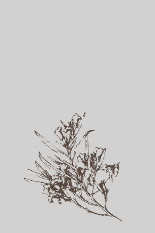 Buddhawood-illustration