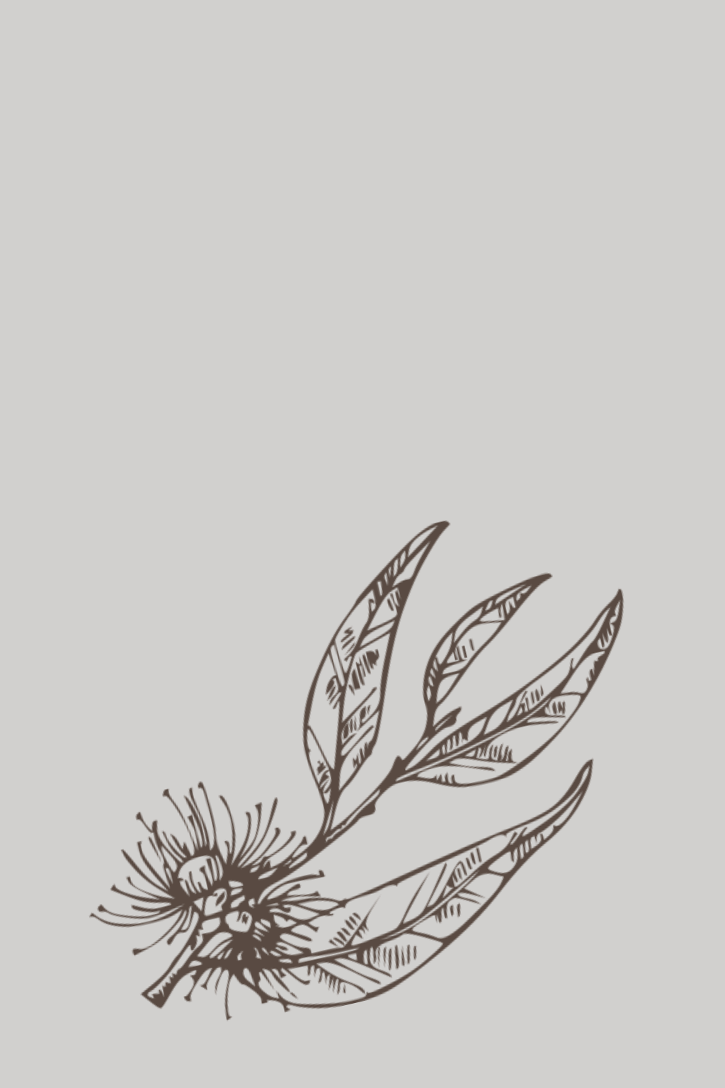 eucalyptus-radiata-illustration
