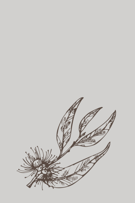 eucalyptus-radiata-illustration