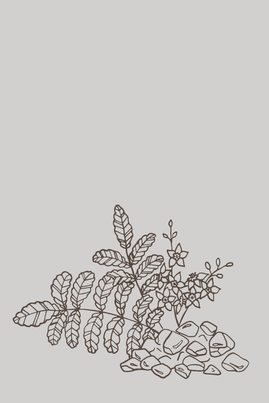 Frankincense Line Illustration