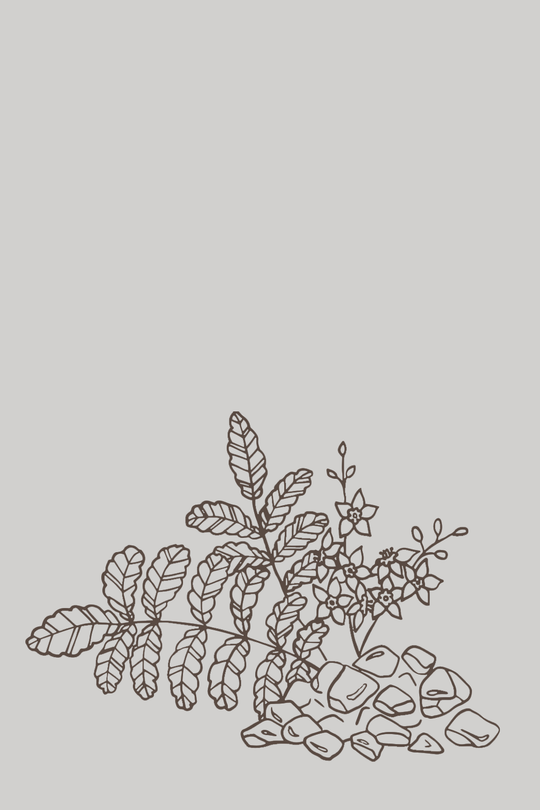 Frankincense Line Illustration