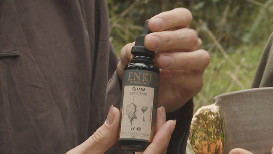 Medicinal Mushroom Chaga tincture video