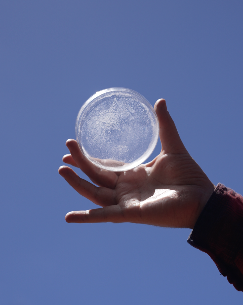 Botanical Alchemy and the Art of Spagyrics - 2 Weekends May 2026