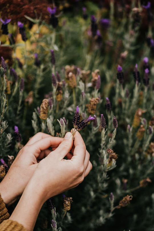 Lavender Essential Oil