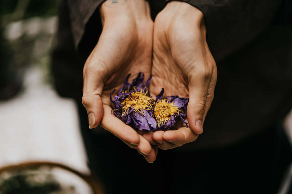 Blue Lotus dried flowers held in hands